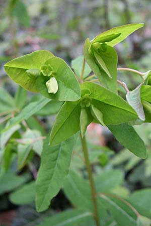 Euphorbia dulcis \ Se Wolfsmilch / Sweet Spurge, D Laudenbach an der Bergstraße 21.4.2008