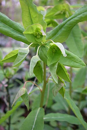 Euphorbia dulcis \ Se Wolfsmilch / Sweet Spurge, D Laudenbach an der Bergstraße 21.4.2008