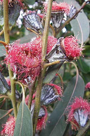 Eucalyptus ficifolia \ Roter Eukalyptus, Purpur-Eukalyptus / Red Flowering Gum, Albany Gum, D  14.12.2008