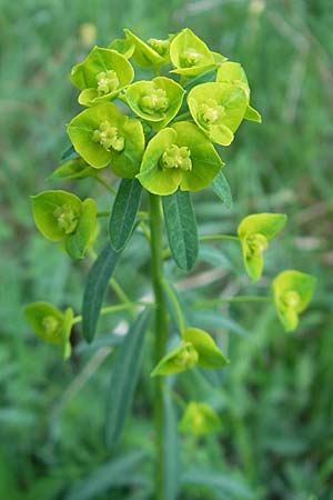Euphorbia esula \ Esels-Wolfsmilch / Leafy Spurge, D Lampertheim 15.4.2009