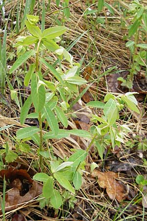 Euphorbia dulcis \ Se Wolfsmilch / Sweet Spurge, D Günzburg 18.4.2009
