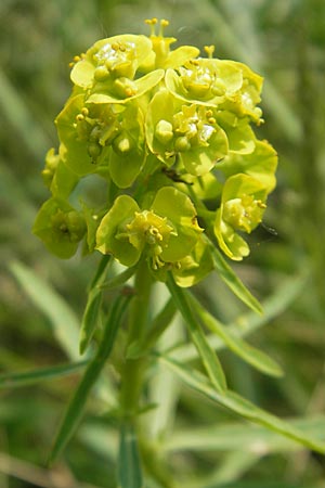Euphorbia cyparissias \ Zypressen-Wolfsmilch / Cypress Spurge, D Lampertheim 3.5.2009