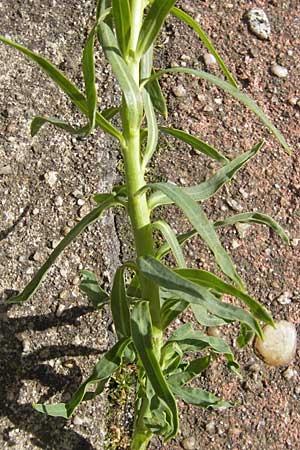 Euphorbia saratoi \ Schein-Ruten-Wolfsmilch / Twiggy Spurge, D Mannheim 4.5.2009