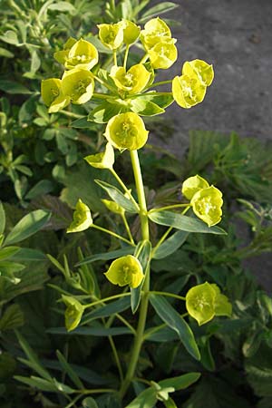 Euphorbia saratoi \ Schein-Ruten-Wolfsmilch / Twiggy Spurge, D Mannheim 6.5.2009
