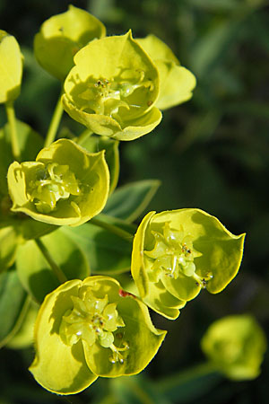 Euphorbia saratoi \ Schein-Ruten-Wolfsmilch / Twiggy Spurge, D Mannheim 6.5.2009