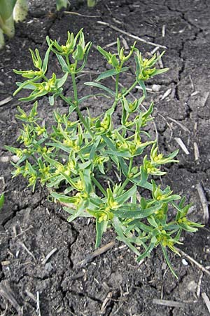 Euphorbia exigua, Kleine Wolfsmilch Euphorbia exigua, Kleine Wolfsmilch