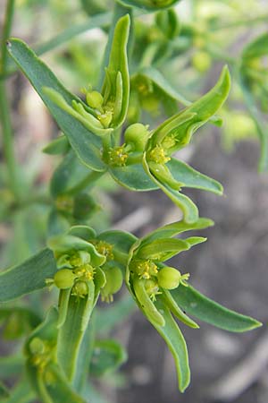 Euphorbia exigua \ Kleine Wolfsmilch / Dwarf Spurge, D Groß-Gerau 20.6.2009