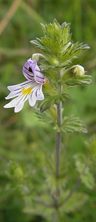Euphrasia rostkoviana \ Gewhnlicher Augentrost / Common Eyebright, D Taunus, Großer Feldberg 11.7.2009