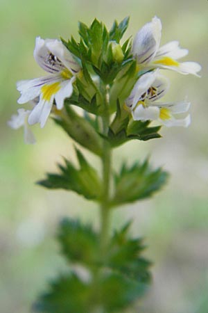 Euphrasia stricta \ Steifer Augentrost / Drug Eyebright, D Odenwald, Erbach 19.8.2009