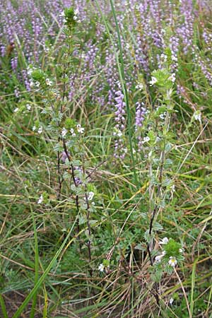 Euphrasia stricta \ Steifer Augentrost / Drug Eyebright, D Odenwald, Beerfelden 21.8.2009