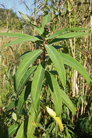 Euphorbia palustris \ Sumpf-Wolfsmilch / Marsh Spurge, D Groß-Gerau 31.8.2009