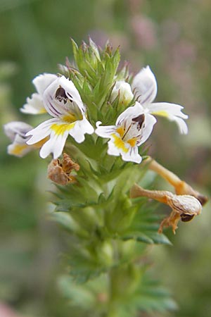 Euphrasia stricta \ Steifer Augentrost / Drug Eyebright, D Odenwald, Beerfelden 10.9.2009