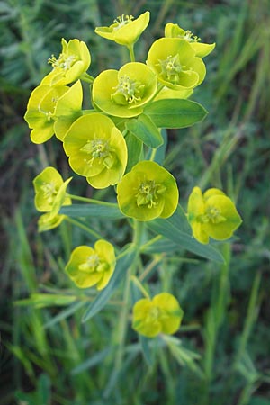 Euphorbia saratoi \ Schein-Ruten-Wolfsmilch / Twiggy Spurge, D Mannheim 22.4.2010