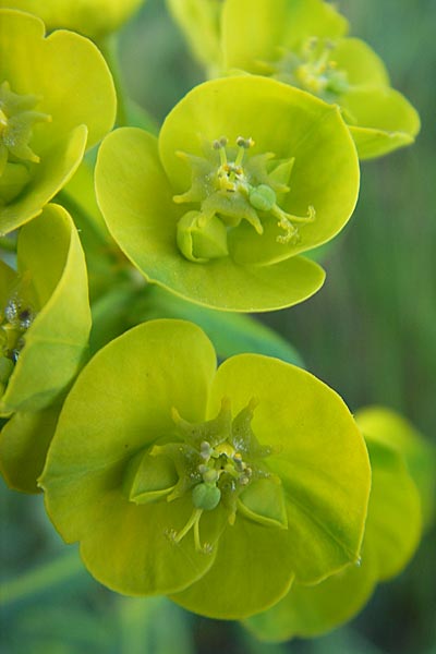 Euphorbia saratoi \ Schein-Ruten-Wolfsmilch / Twiggy Spurge, D Mannheim 22.4.2010