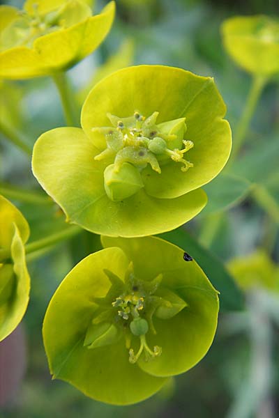 Euphorbia saratoi \ Schein-Ruten-Wolfsmilch / Twiggy Spurge, D Mannheim 22.4.2010