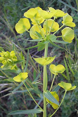 Euphorbia saratoi \ Schein-Ruten-Wolfsmilch / Twiggy Spurge, D Mannheim 22.4.2010