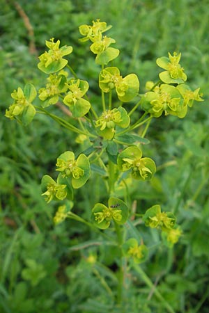 Euphorbia esula \ Esels-Wolfsmilch / Leafy Spurge, D Lampertheim 10.5.2010