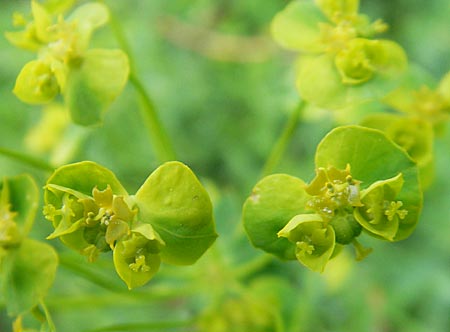 Euphorbia esula \ Esels-Wolfsmilch / Leafy Spurge, D Lampertheim 10.5.2010