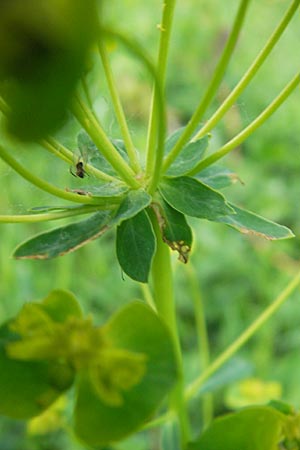 Euphorbia esula \ Esels-Wolfsmilch / Leafy Spurge, D Lampertheim 10.5.2010