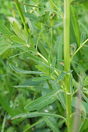 Euphorbia esula \ Esels-Wolfsmilch / Leafy Spurge, D Lampertheim 10.5.2010