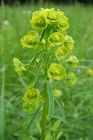 Euphorbia esula, Leafy Spurge Euphorbia esula, Leafy Spurge