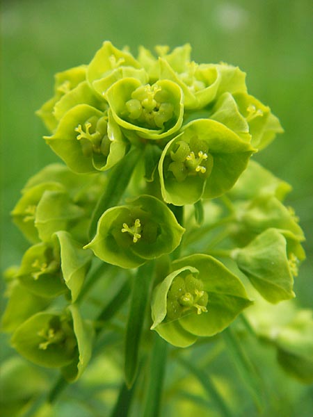 Euphorbia esula \ Esels-Wolfsmilch / Leafy Spurge, D Lampertheim 10.5.2010