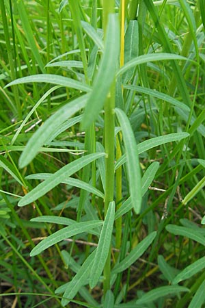 Euphorbia esula \ Esels-Wolfsmilch / Leafy Spurge, D Lampertheim 10.5.2010