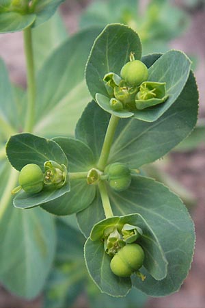 Euphorbia helioscopia \ Sonnwend-Wolfsmilch, Sonnen-Wolfsmilch / Sun Spurge, D Sinsheim 14.7.2010