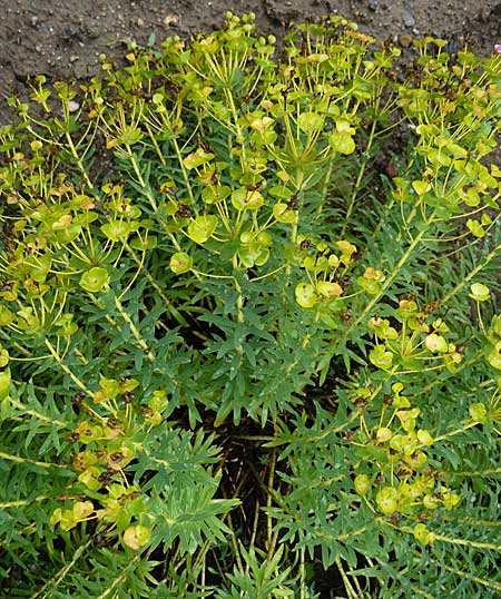 Euphorbia nicaeensis subsp. nicaeensis \ Nizza-Wolfsmilch / Southern Spurge, Honey-Flowered Spurge, D Botan. Gar.  Universit.  Mainz 13.9.2008