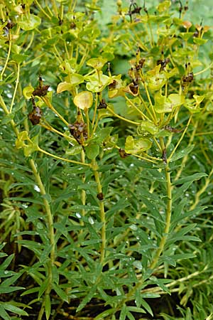 Euphorbia nicaeensis subsp. nicaeensis \ Nizza-Wolfsmilch / Southern Spurge, Honey-Flowered Spurge, D Botan. Gar.  Universit.  Mainz 13.9.2008