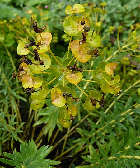 Euphorbia nicaeensis subsp. nicaeensis \ Nizza-Wolfsmilch / Southern Spurge, Honey-Flowered Spurge, D Botan. Gar.  Universit.  Mainz 13.9.2008