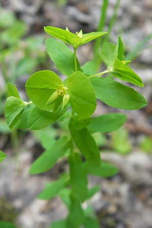 Euphorbia platyphyllos, Breitblättrige Wolfsmilch Euphorbia platyphyllos, Breitblättrige Wolfsmilch