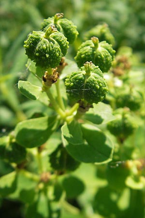 Euphorbia palustris \ Sumpf-Wolfsmilch / Marsh Spurge, D Pfalz, Speyer 29.5.2012