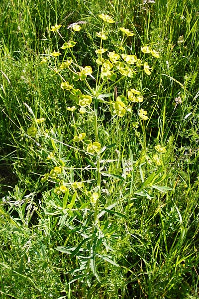 Euphorbia esula x lucida, Spurge Hybrid Euphorbia esula x lucida, Spurge Hybrid
