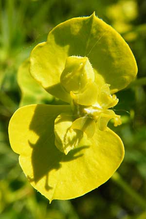 Euphorbia esula x lucida \ Wolfsmilch-Hybride / Spurge Hybrid, D Gimbsheim 23.5.2014