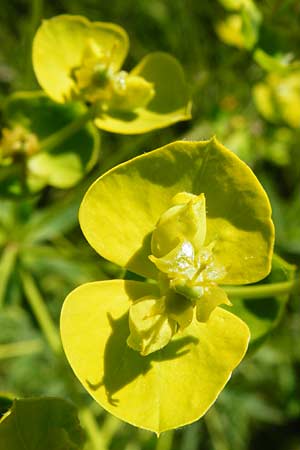 Euphorbia esula x lucida \ Wolfsmilch-Hybride / Spurge Hybrid, D Gimbsheim 23.5.2014