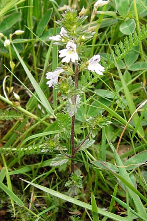 Euphrasia rostkoviana \ Gewhnlicher Augentrost / Common Eyebright, D Wetzlar 24.5.2014
