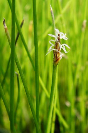 Eleocharis uniglumis \ Einspelzige Sumpfbinse / Spike Rush, D Münzenberg 26.7.2014
