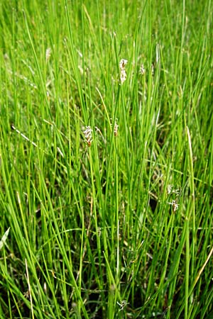 Eleocharis uniglumis \ Einspelzige Sumpfbinse / Spike Rush, D Münzenberg 26.7.2014