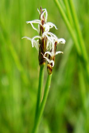 Eleocharis uniglumis \ Einspelzige Sumpfbinse / Spike Rush, D Münzenberg 26.7.2014