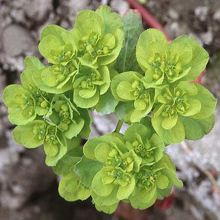 Euphorbia helioscopia \ Sonnwend-Wolfsmilch, Sonnen-Wolfsmilch / Sun Spurge, D Pfalz,  Dannstadt 15.4.1995
