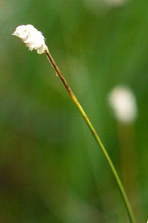 Eriophorum vaginatum \ Scheiden-Wollgras / Hare's-Tail Cotton Grass, D Schwarzwald/Black-Forest, Kaltenbronn 7.7.2012