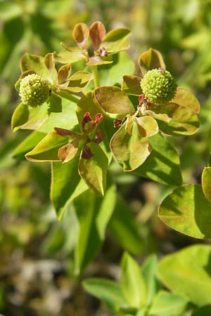 Euphorbia verrucosa \ Warzen-Wolfsmilch / Warty Spurge, D Lauda-Königshofen 30.5.2011