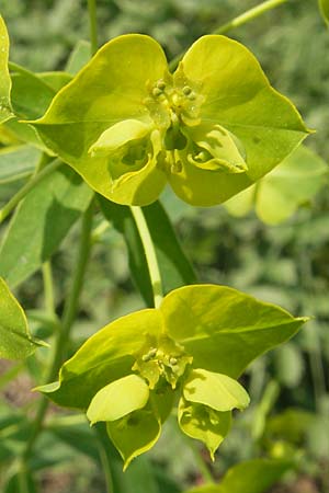 Euphorbia saratoi \ Schein-Ruten-Wolfsmilch / Twiggy Spurge, D Mannheim 25.9.2011