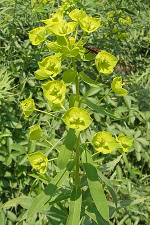Euphorbia saratoi, Schein-Ruten-Wolfsmilch