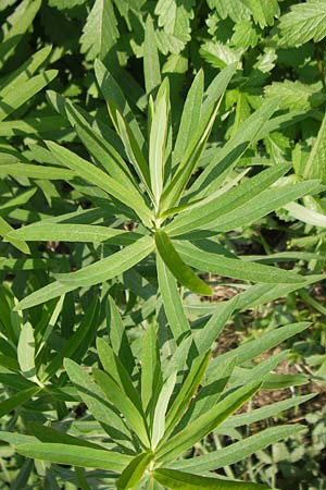 Euphorbia saratoi \ Schein-Ruten-Wolfsmilch / Twiggy Spurge, D Mannheim 25.9.2011