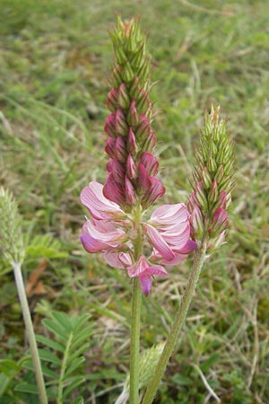 Onobrychis viciifolia \ Futter-Esparsette, Saat-Esparsette / Sainfoin, D Harburg in Schwaben 6.5.2012