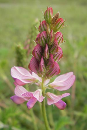 Onobrychis viciifolia \ Futter-Esparsette, Saat-Esparsette / Sainfoin, D Harburg in Schwaben 6.5.2012