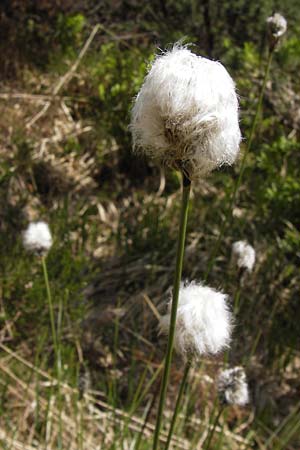 Eriophorum vaginatum \ Scheiden-Wollgras / Hare's-Tail Cotton Grass, D Schwarzwald/Black-Forest, Kaltenbronn 8.6.2013