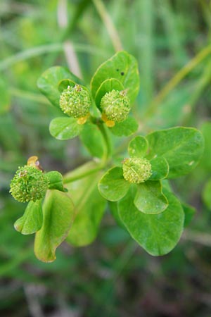 Euphorbia verrucosa \ Warzen-Wolfsmilch / Warty Spurge, D Treuchtlingen 18.6.2014